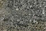 Fossil Crinoid Stems In Limestone Slab #167234-1